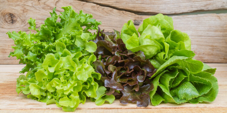Vegetables for salad consisting of Cos lettuce, Butter head, Red oak, Green oak and Coral on wood table.